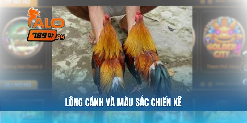 Lông cánh và màu sắc chiến kê