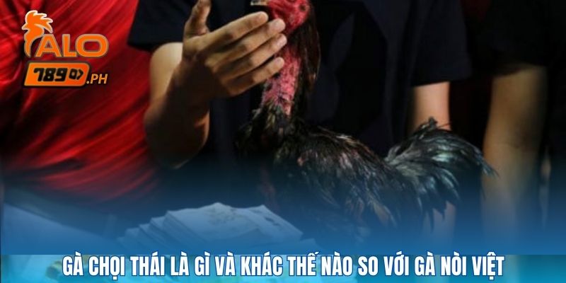 Gà chọi thái là gì và khác thế nào so với gà nòi việt
