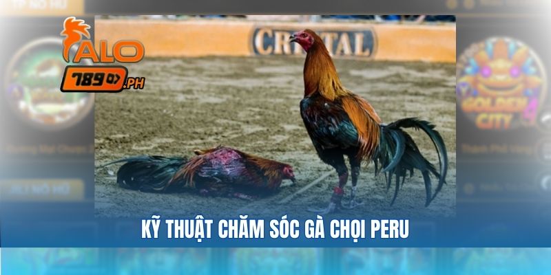 Kỹ thuật chăm sóc gà chọi peru