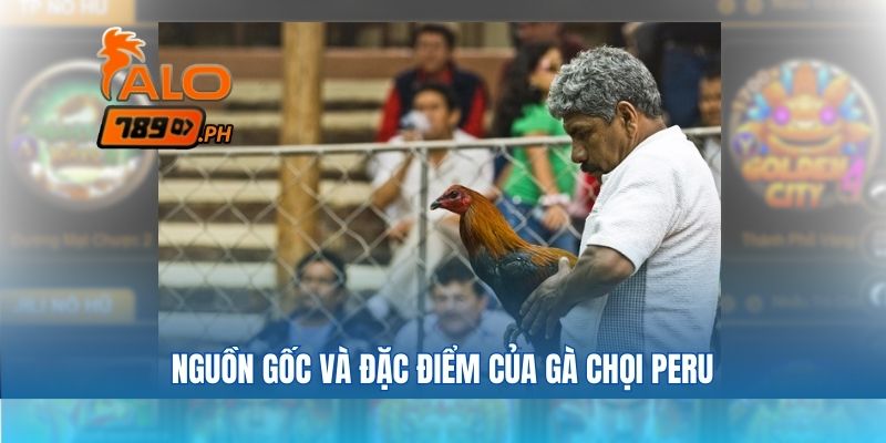 Nguồn gốc và đặc điểm của gà chọi peru là gì
