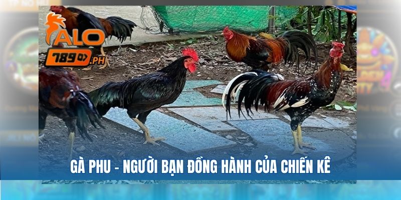 Gà phu – người bạn đồng hành của chiến kê