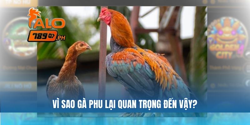 Vì sao gà phu lại quan trọng đến vậy?