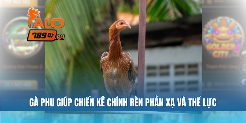 Vì sao một con gà trở thành gà phu chứ không thể thành gà chiến