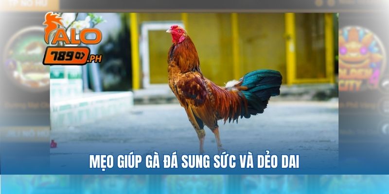 Mẹo giúp gà đá sung sức và dẻo dai