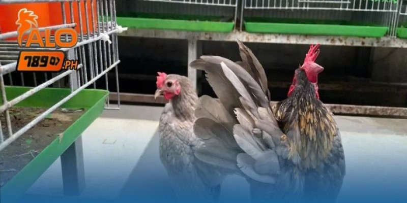 Kỹ thuật chăm sóc và luyện dáng theo kỹ thuật nuôi gà serama