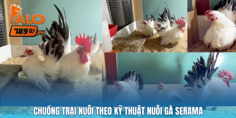Chuồng trại nuôi theo kỹ thuật nuôi gà serama