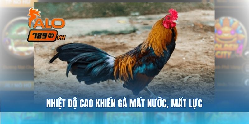 Nhiệt độ cao khiến gà mất nước, mất lực