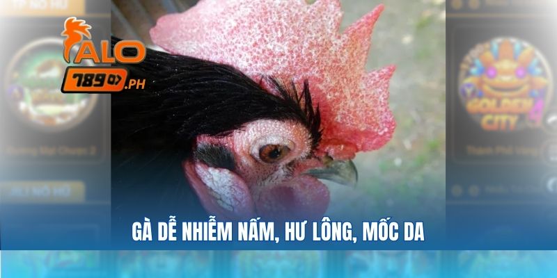 Gà dễ nhiễm nấm, hư lông, mốc da