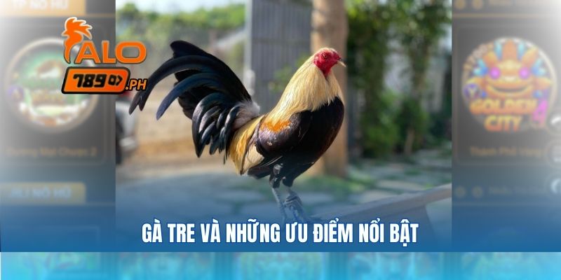 Gà tre và những ưu điểm nổi bật