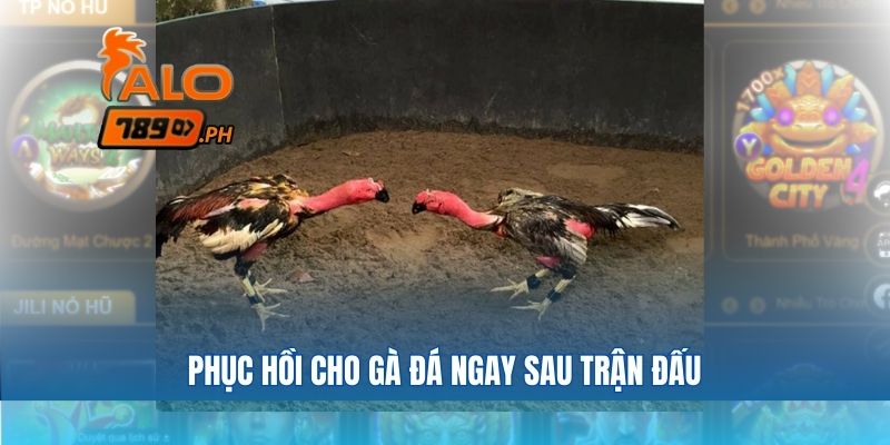 Phục hồi cho gà đá ngay sau trận đấu