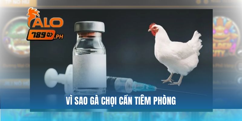 Vì sao nên tiêm phòng gì cho gà chọi khi tham gia