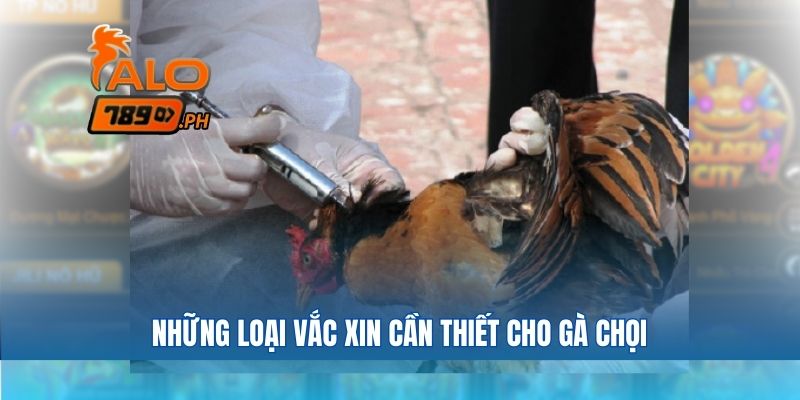 Những loại vắc xin cần thiết nên tiêm phòng gì cho gà chọi khi tham gia