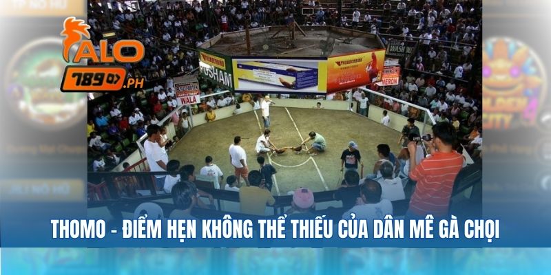 Thomo – Điểm hẹn không thể thiếu của dân mê gà chọi