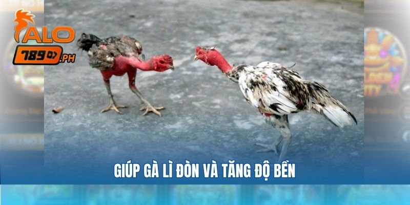 Giúp gà lì đòn và tăng độ bền