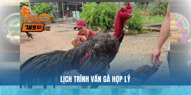 Lịch trình vần gà hợp lý